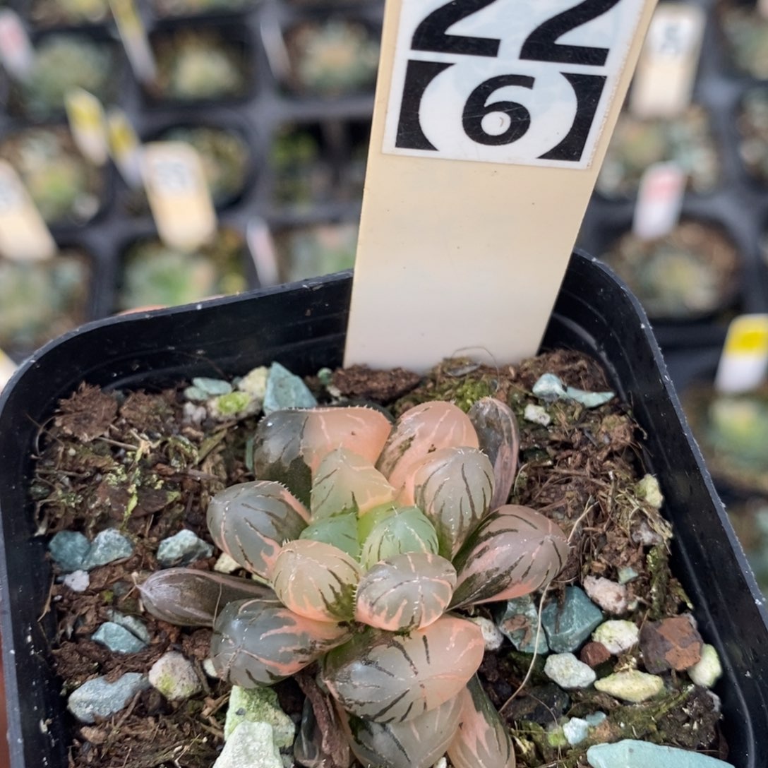 不开花植物226玉露