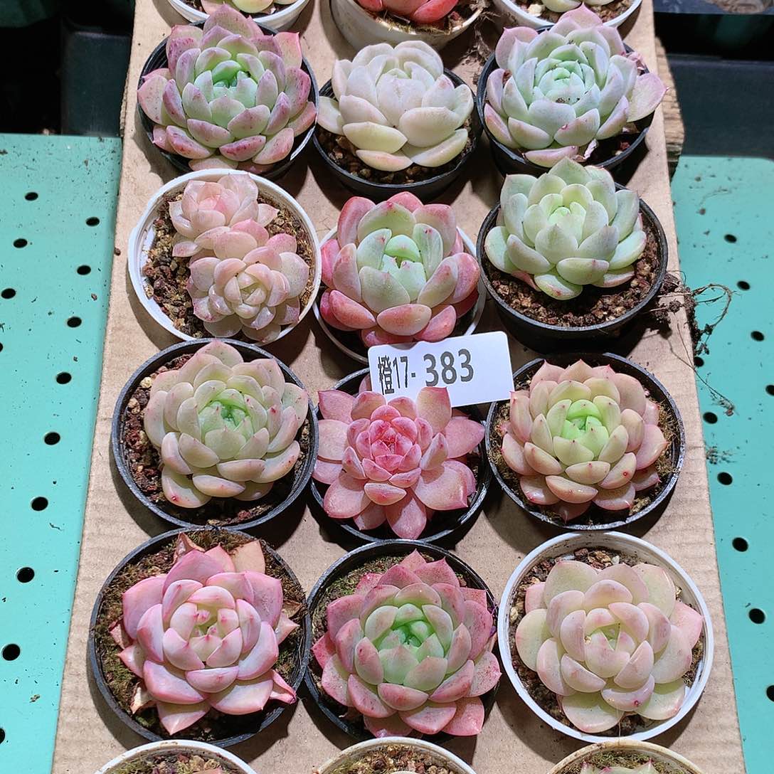 17-383一物一拍带盆18颗