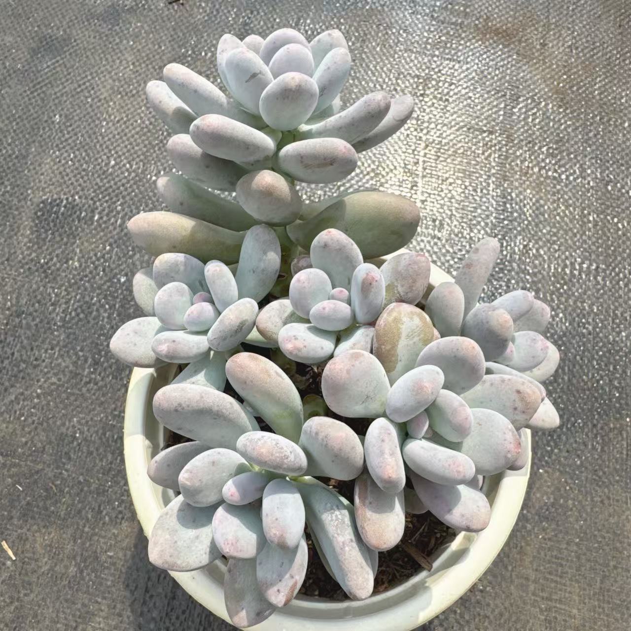 原始奶酪 满19包邮多肉植物以直播间实物为准