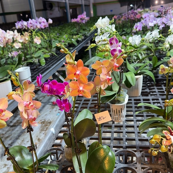 心***动大部分开放少量花苞252