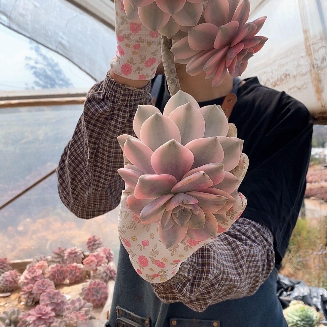 开*潘多肉植物紫乐景C31