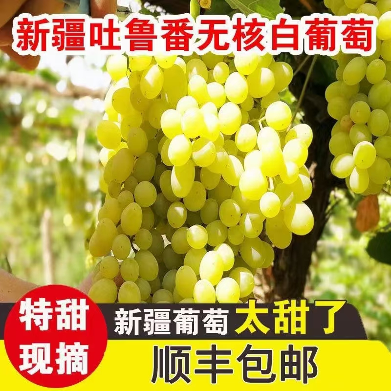新疆吐鲁番无核白葡萄生鲜水果皮薄无籽口感清甜