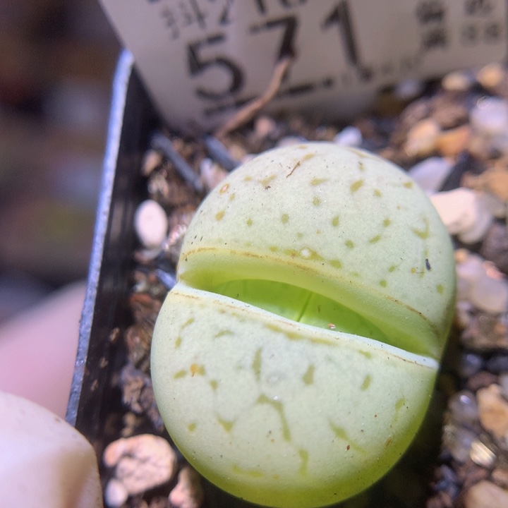 精品生石花218.571