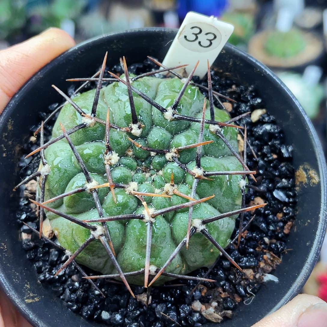 非偏远地区满25包邮仙人球