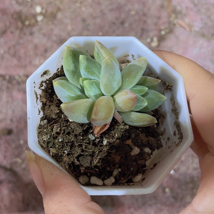 p***o精品福利多肉1号