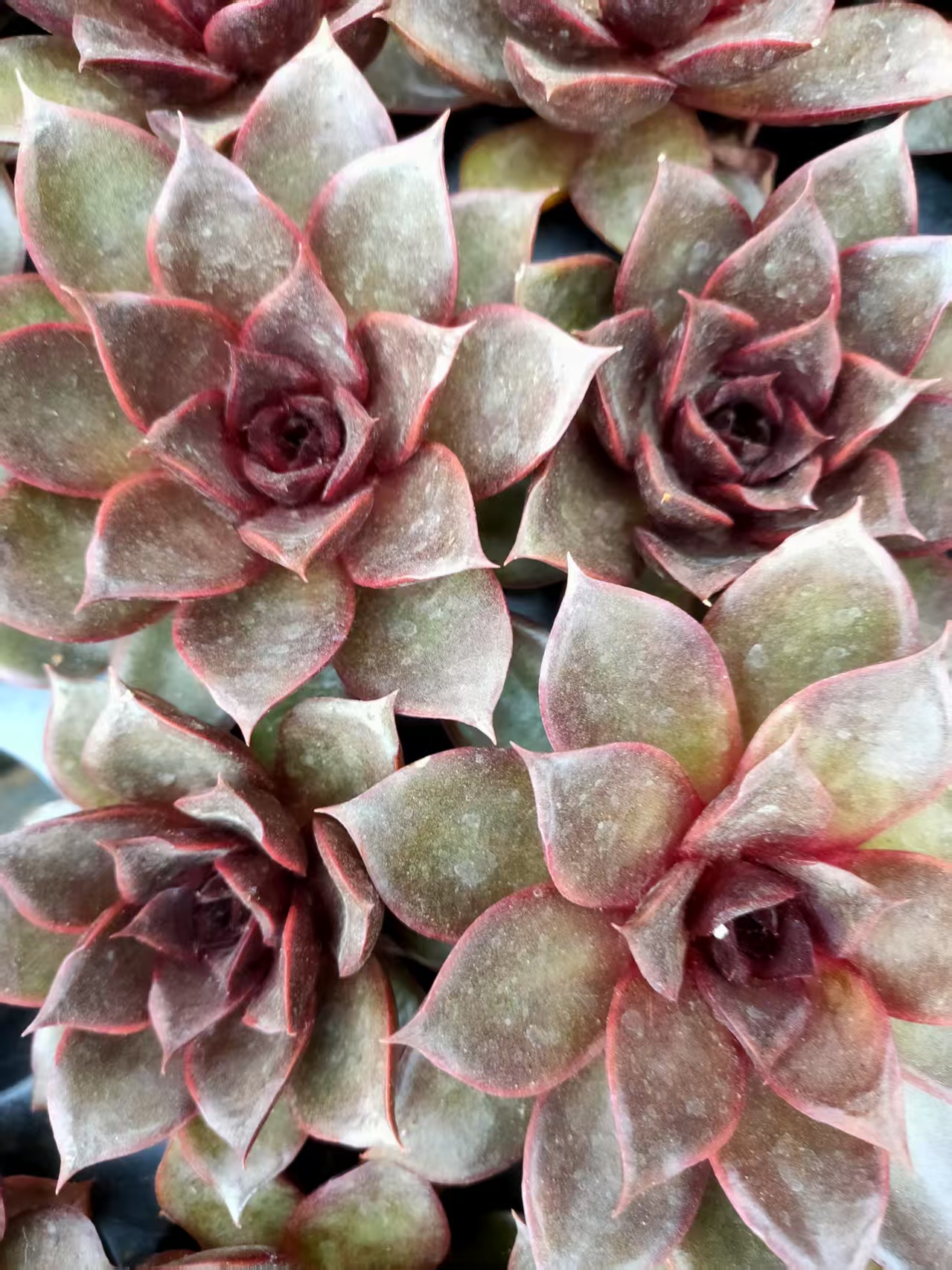 红玫瑰。6棵装多肉植物