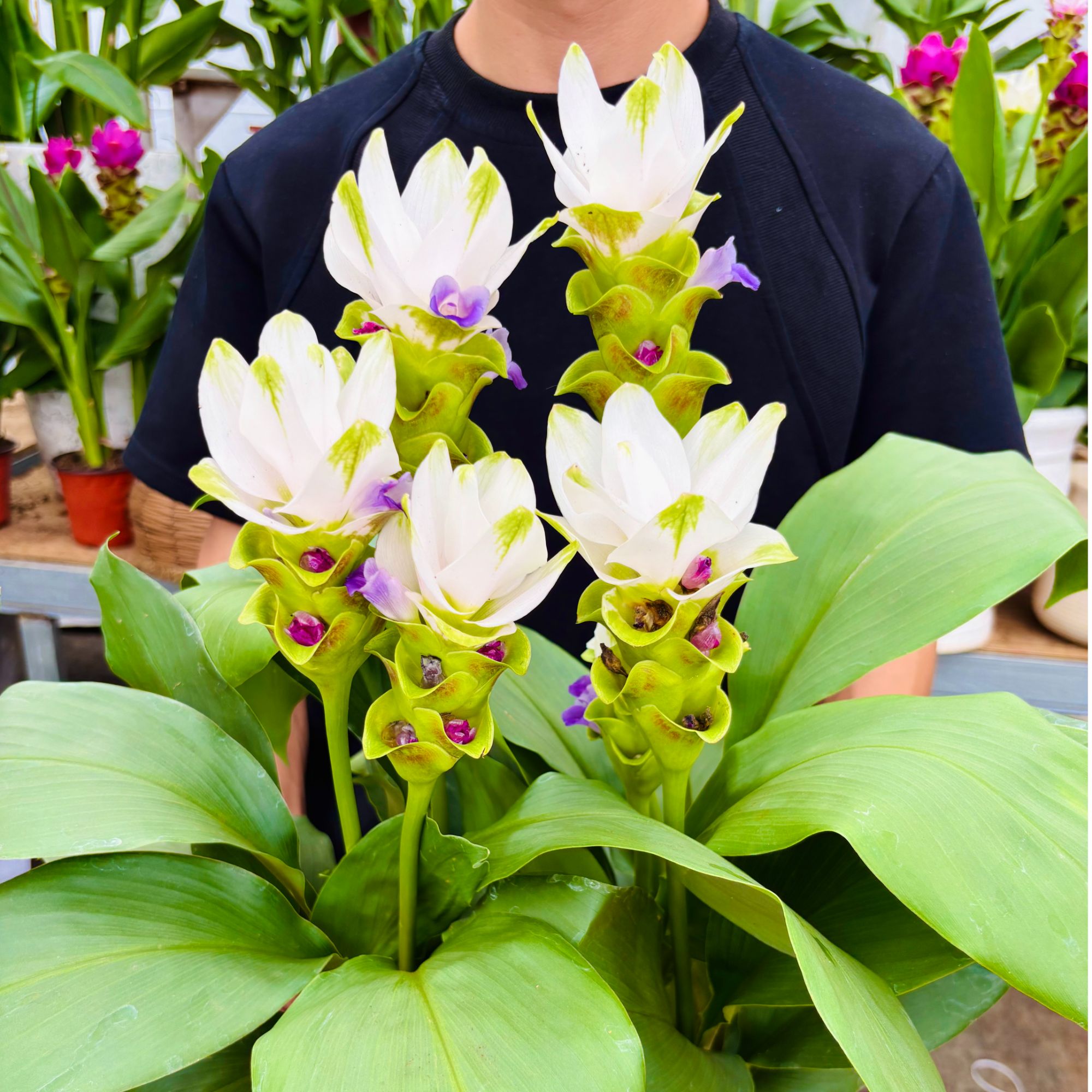 洛洛花卉 白色姜荷花超长花期盆栽四季开花植物绿植盆栽耐热易活