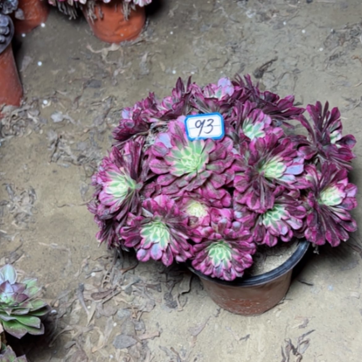 【闪购商品】红铜白93