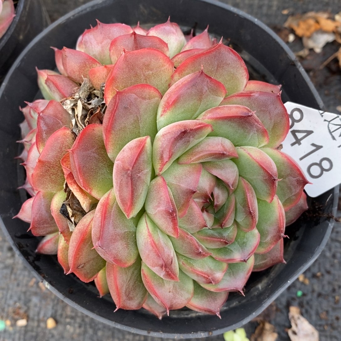 铁***手杂交精品多肉8418~10厘米