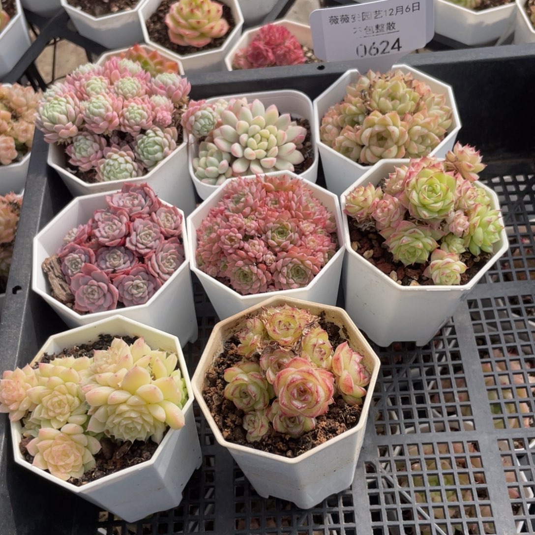 不包整散 盆子不售后0624