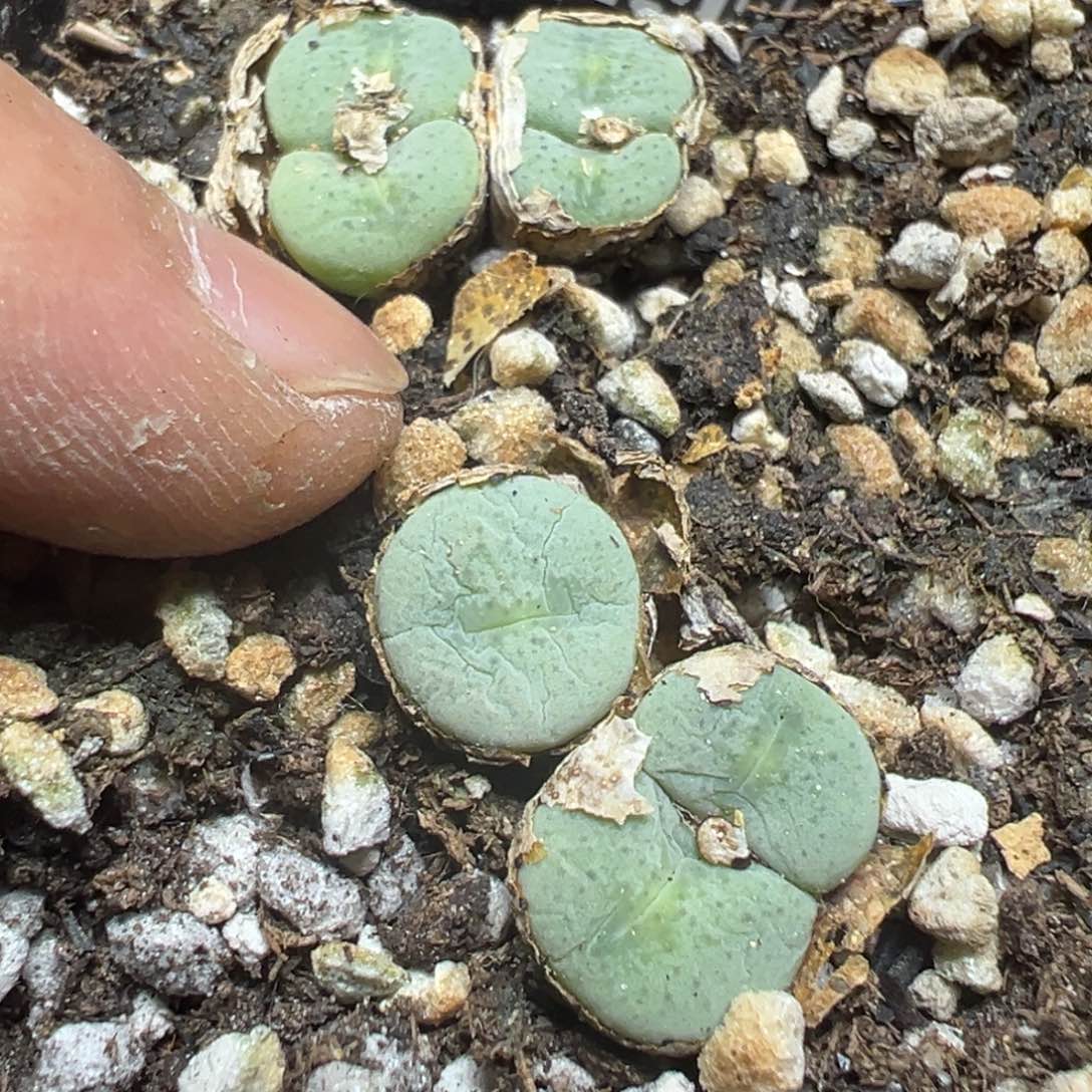 【闪购商品】 996。