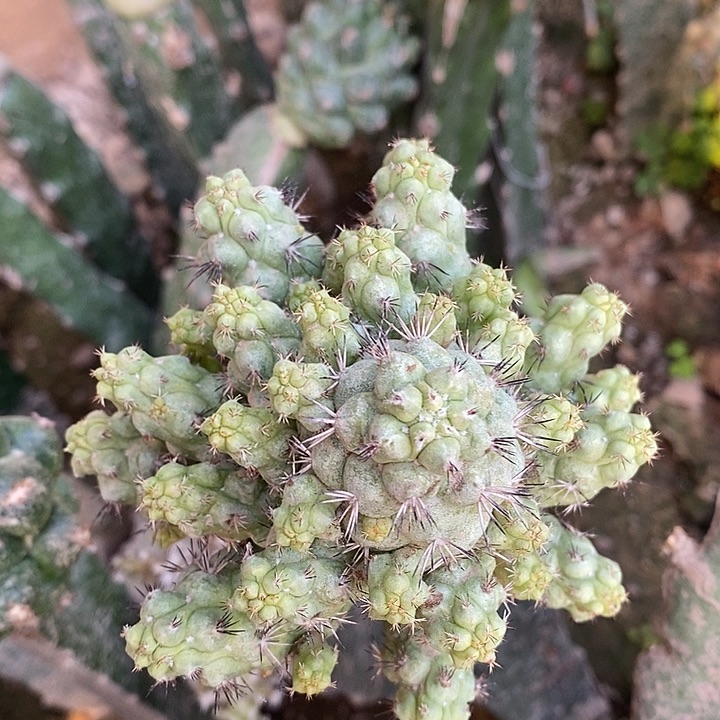 三角接精选帝王丸群