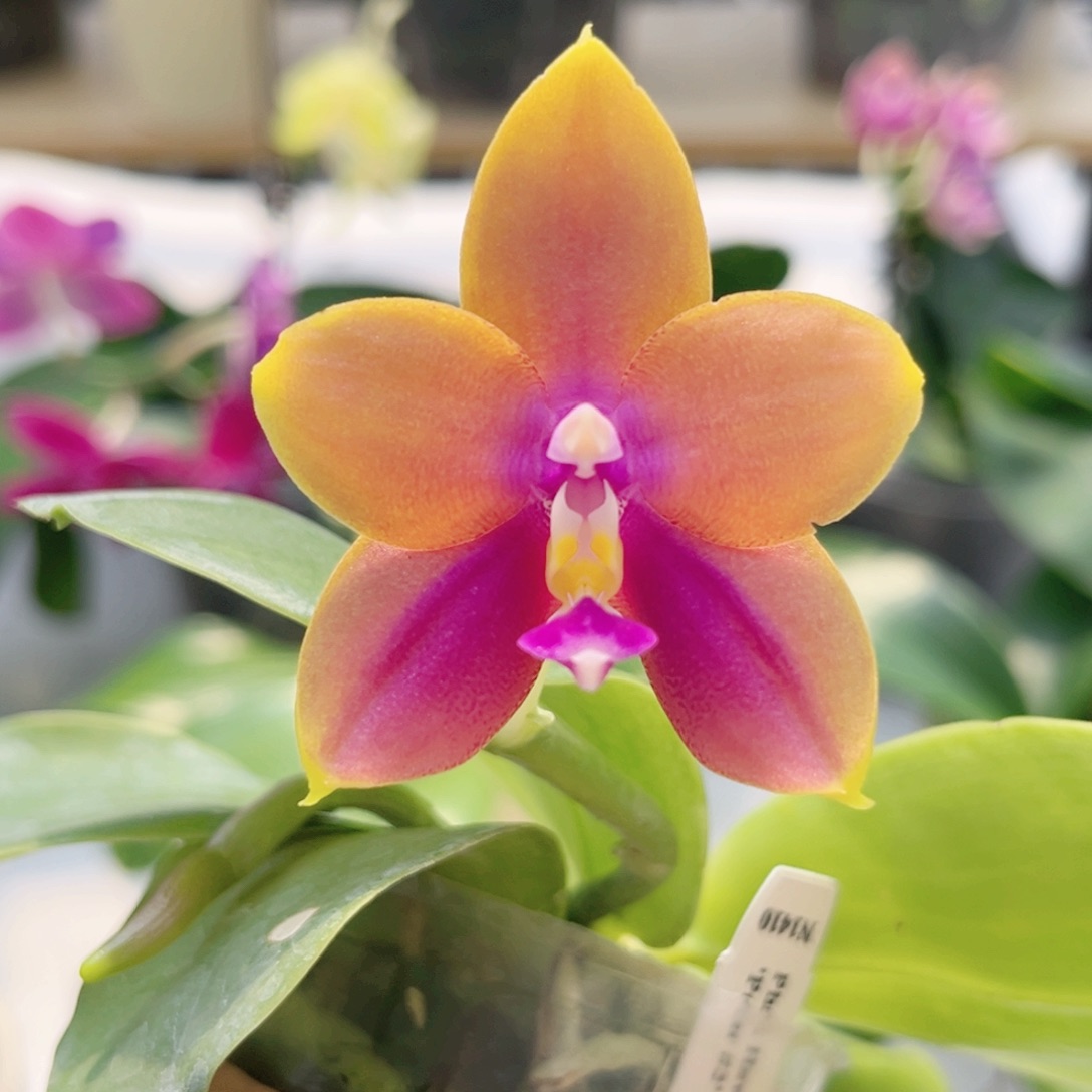 完全开放2.5寸N1410开花株