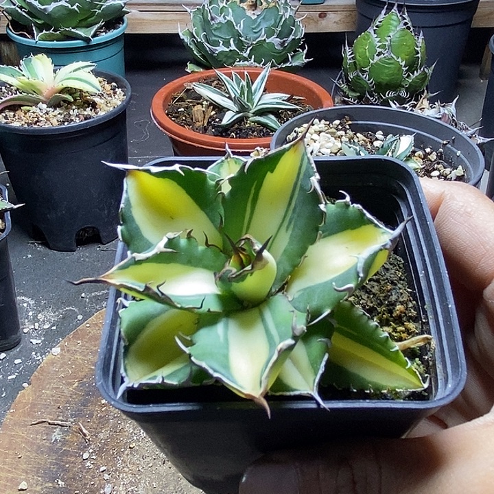 太阳神黄中斑。           