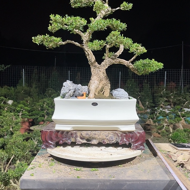 完全开放c*黄杨盆景园林