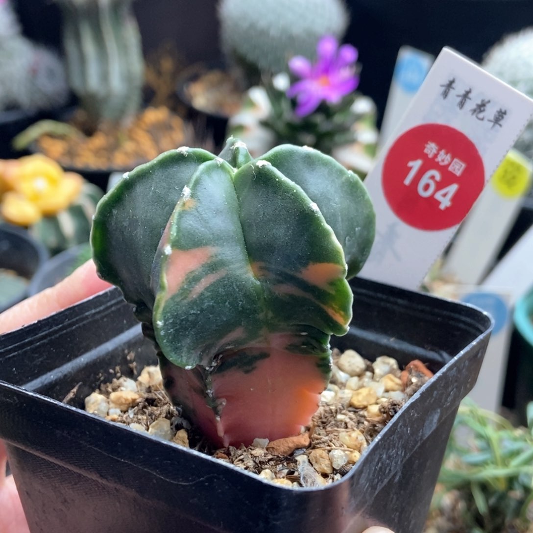 实生鸾凤玉锦4.8cm