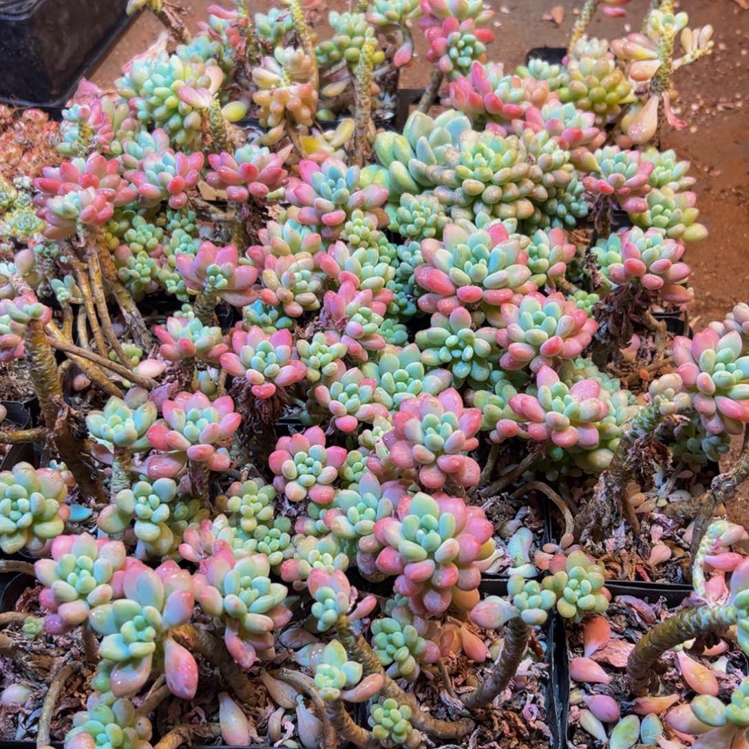 140大热的一款面膜