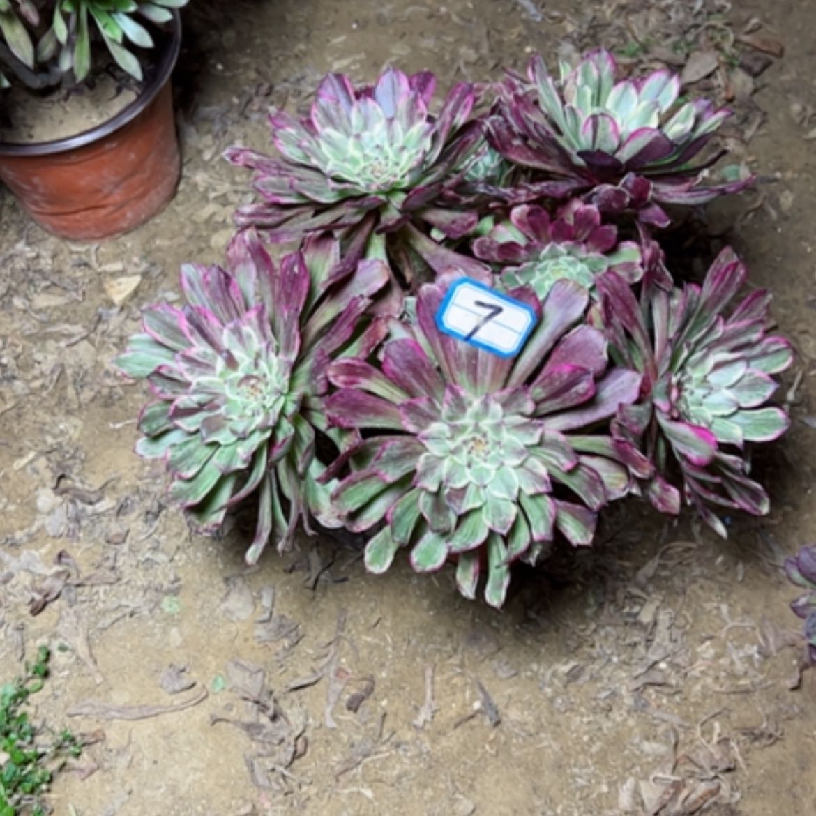 【闪购商品】多肉植物粉墨7