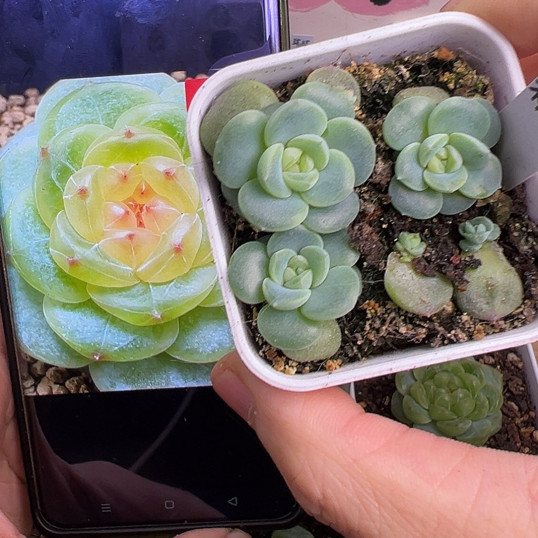 大的随机发一个。    