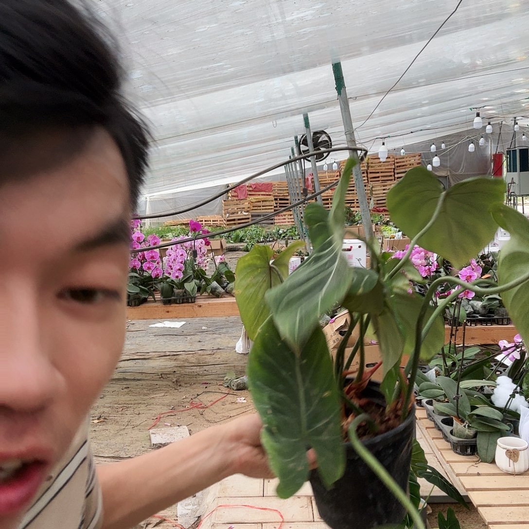 完全开放处理明脉蔓绿绒一颗无售后