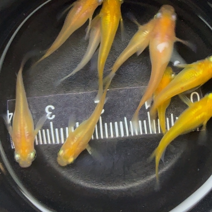 青鳉鱼黄出目熊猫10号