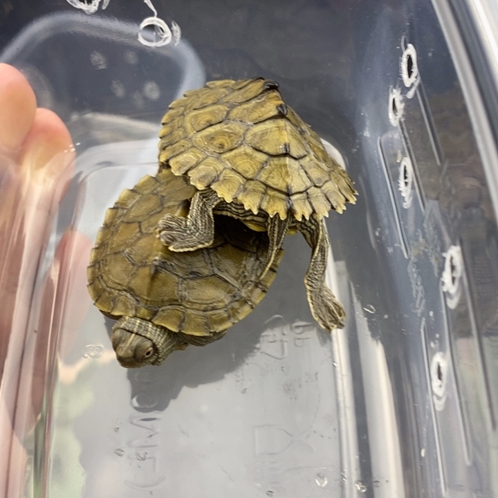 巴西彩龟母6666666