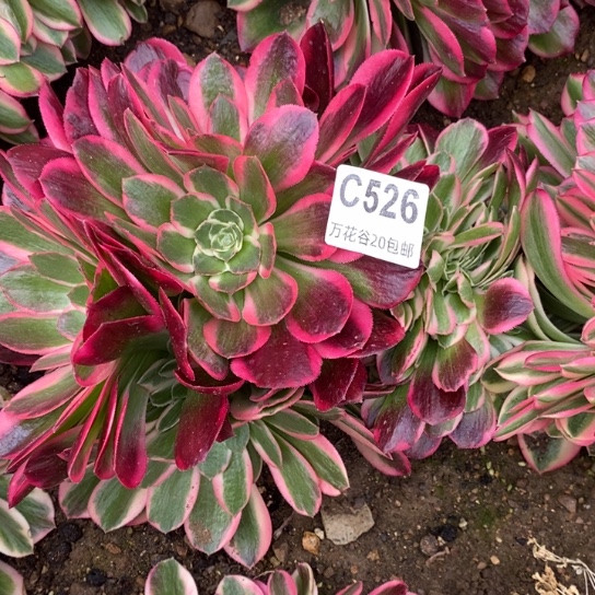 526女郎缀多肉植物