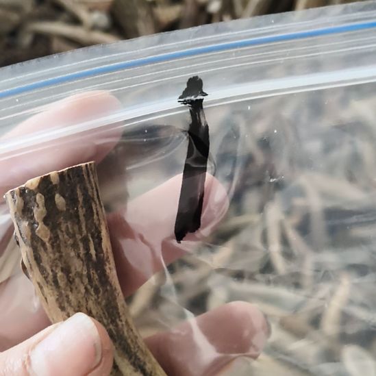 小***刀鹿角鹿角鹿角鹿角鹿角鹿角