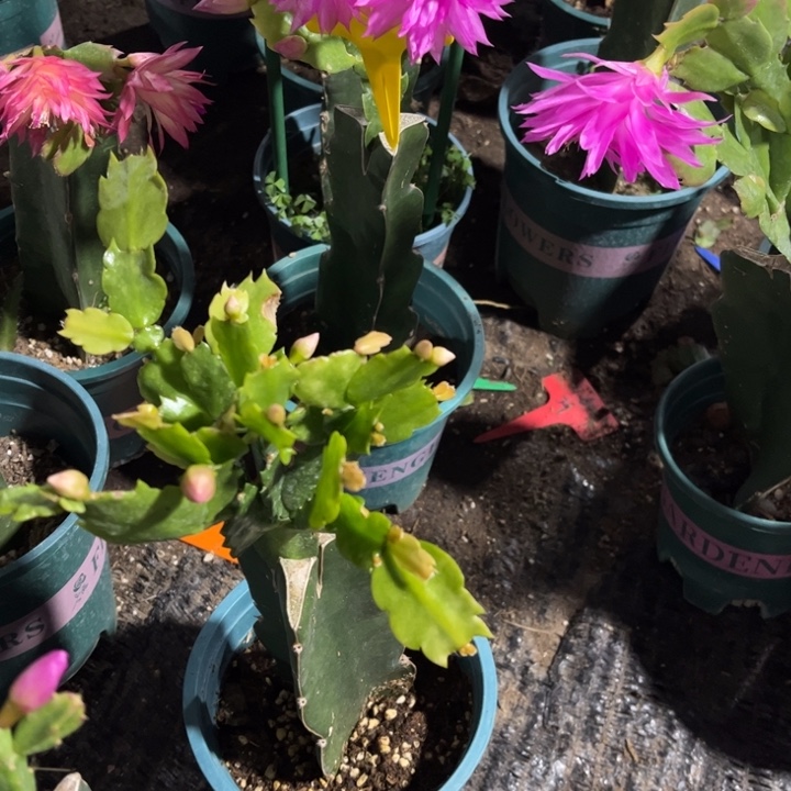 张****74号047紫色重瓣，