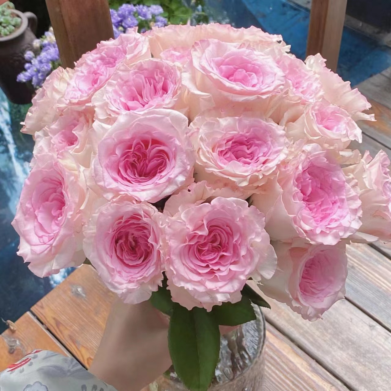 【洛神+艾莎+长寿花福利】云南基地直发【0度以下请拍保温棉】