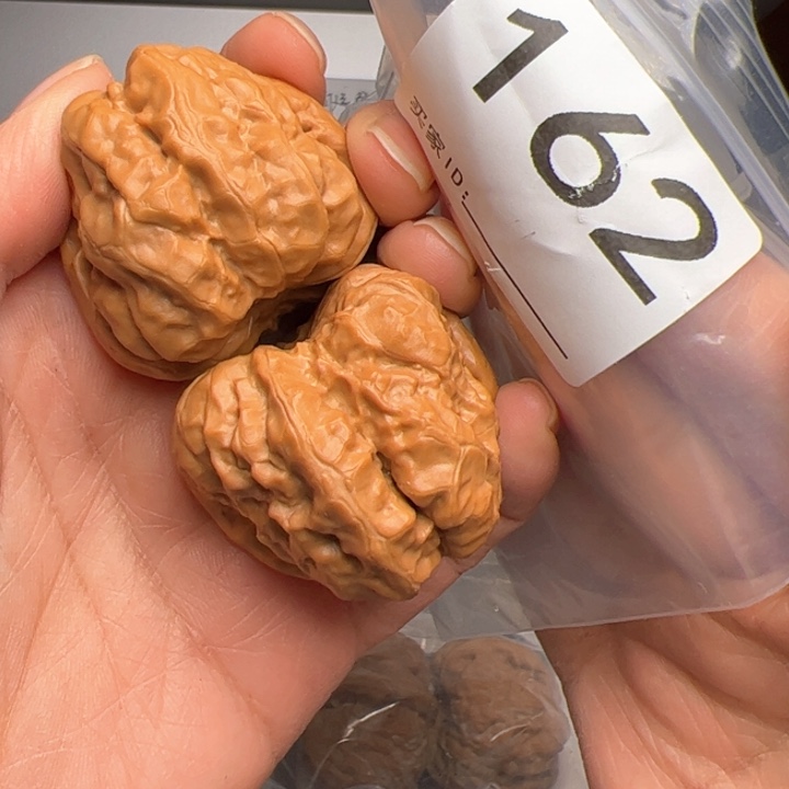 核桃润*三角蛙162号