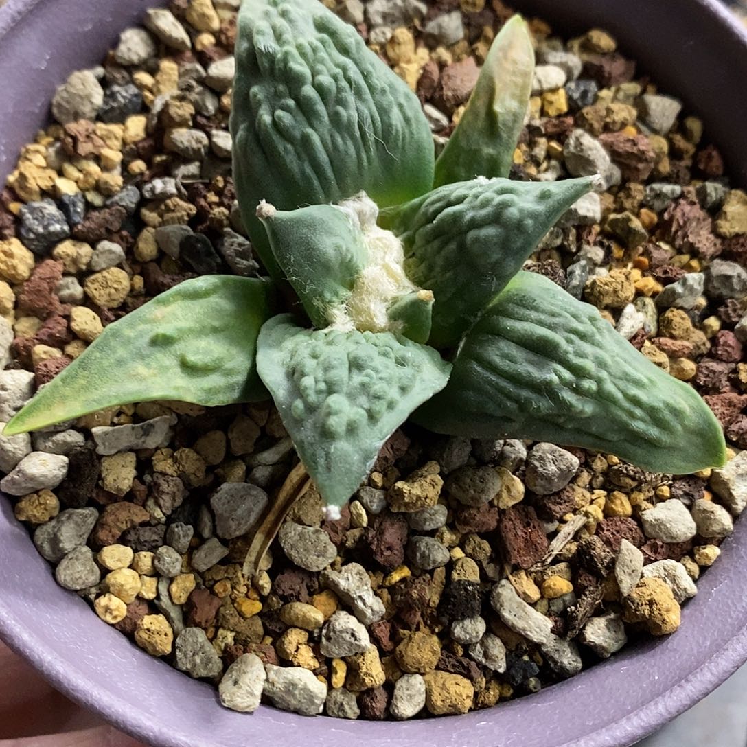 宿***环实生  怒涛8.5公分左右一物一拍