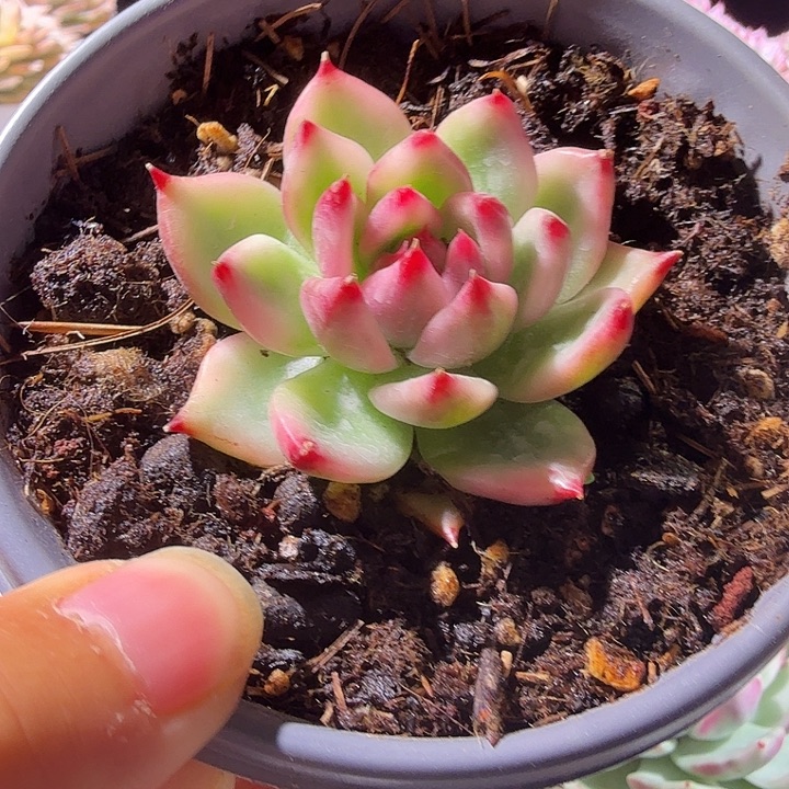 摩根或壮壮多肉植物