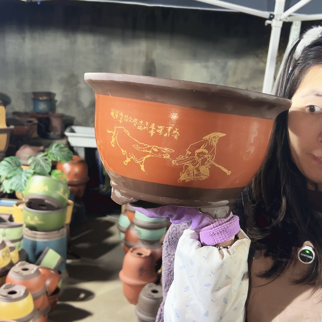 30红色放牛娃三角金钟花盆