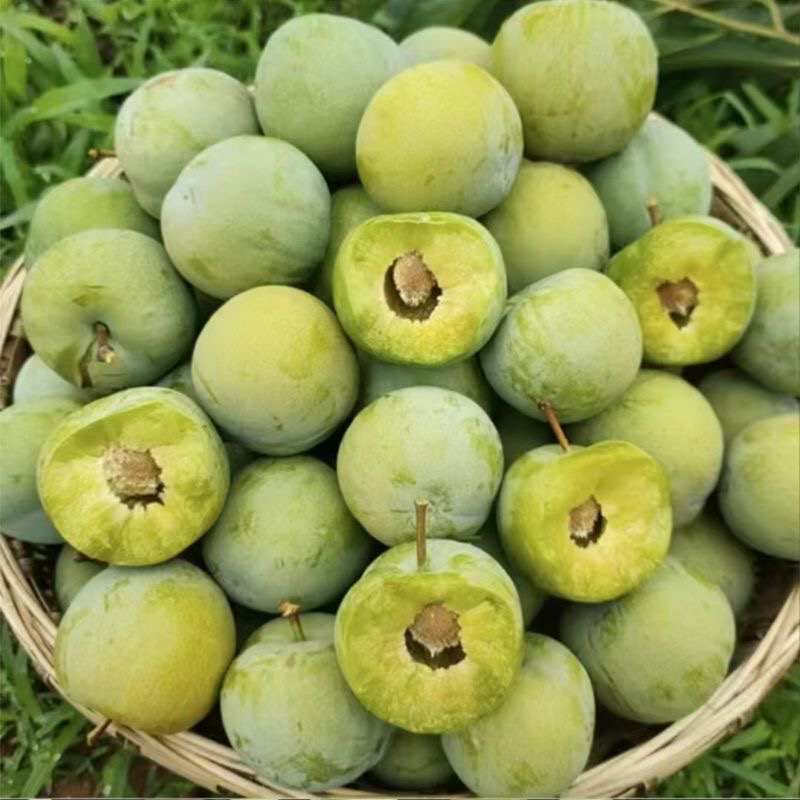 四川蜂糖青脆李，脆甜多汁，3斤顺丰包邮！四川省