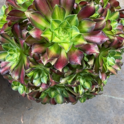 多肉植物韶华锦。