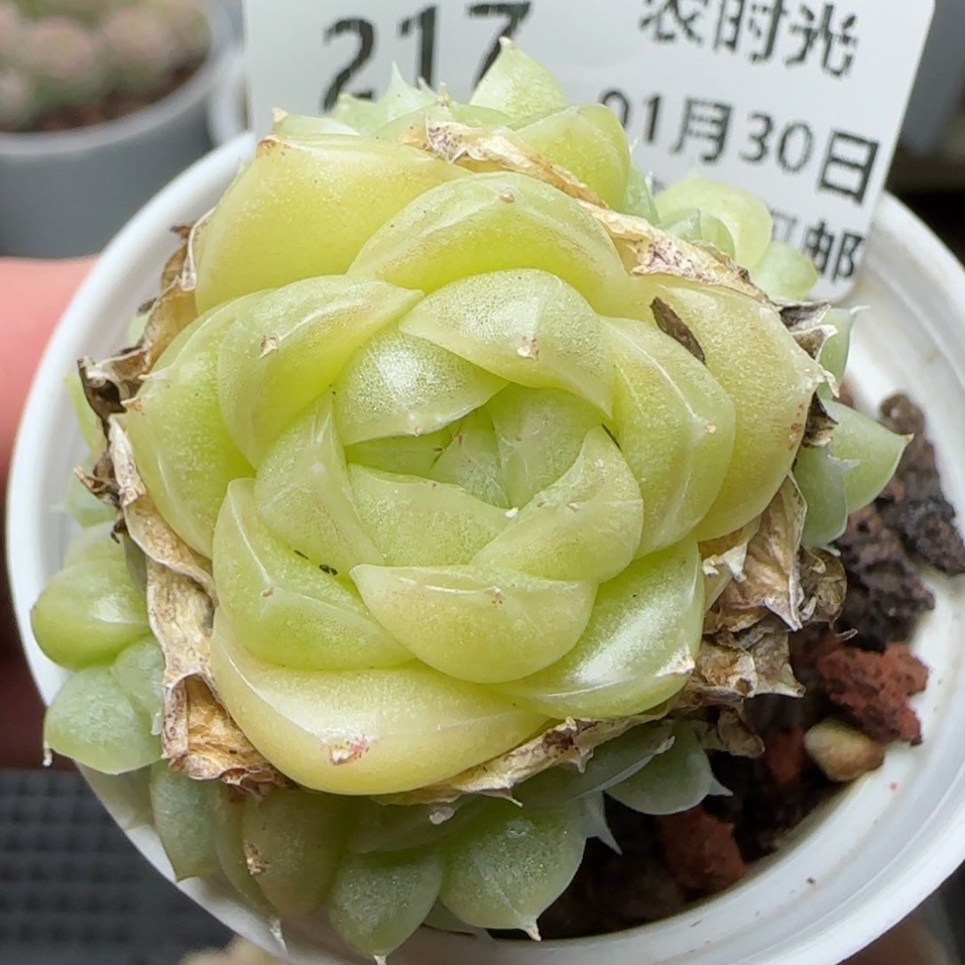 0130-217包子麦秆