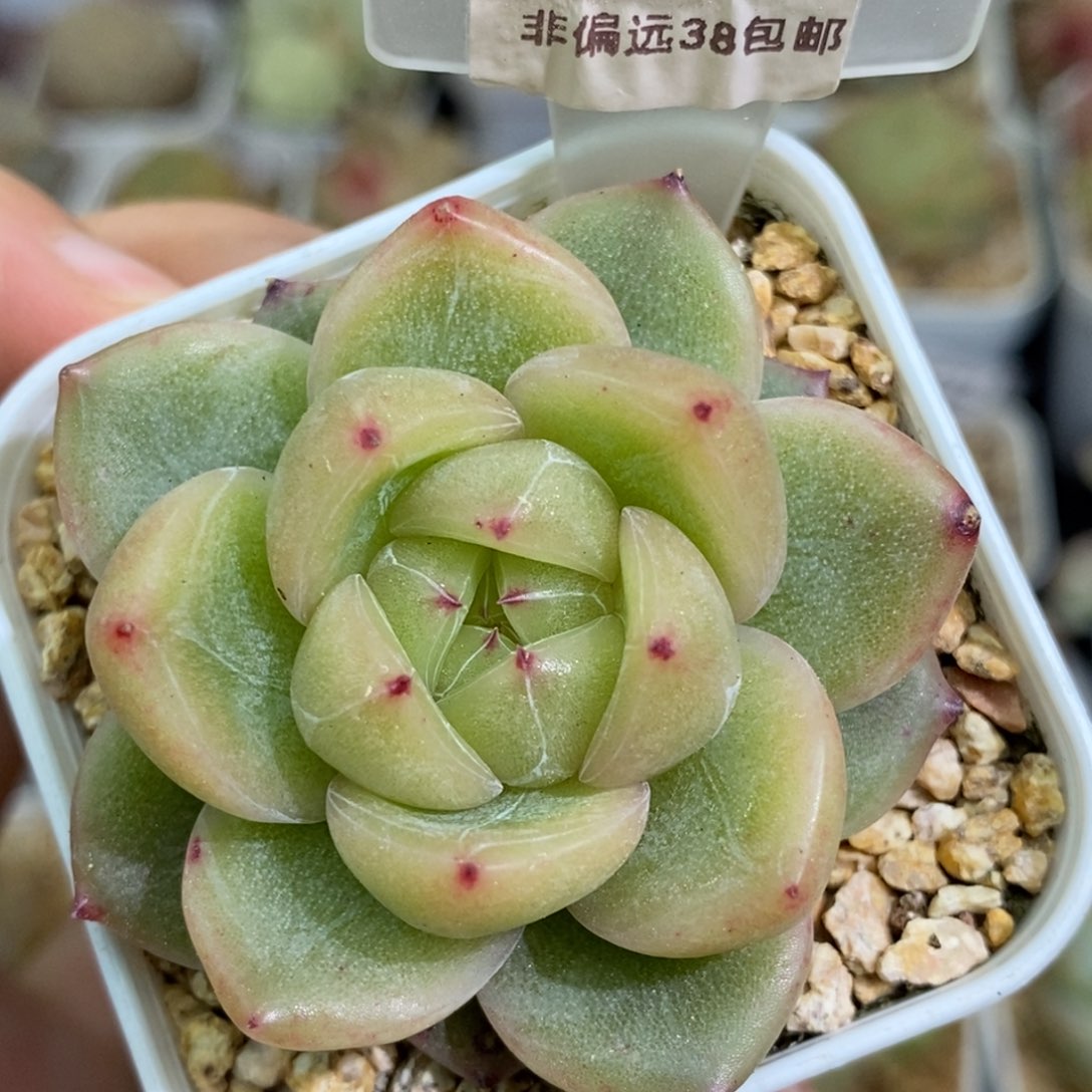 02东篱下多肉植物盆栽