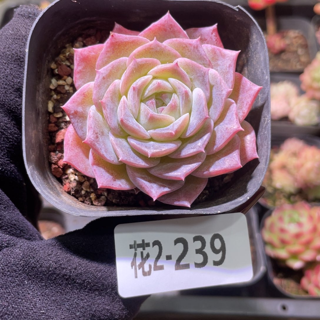 花利美2-239纯爱单头