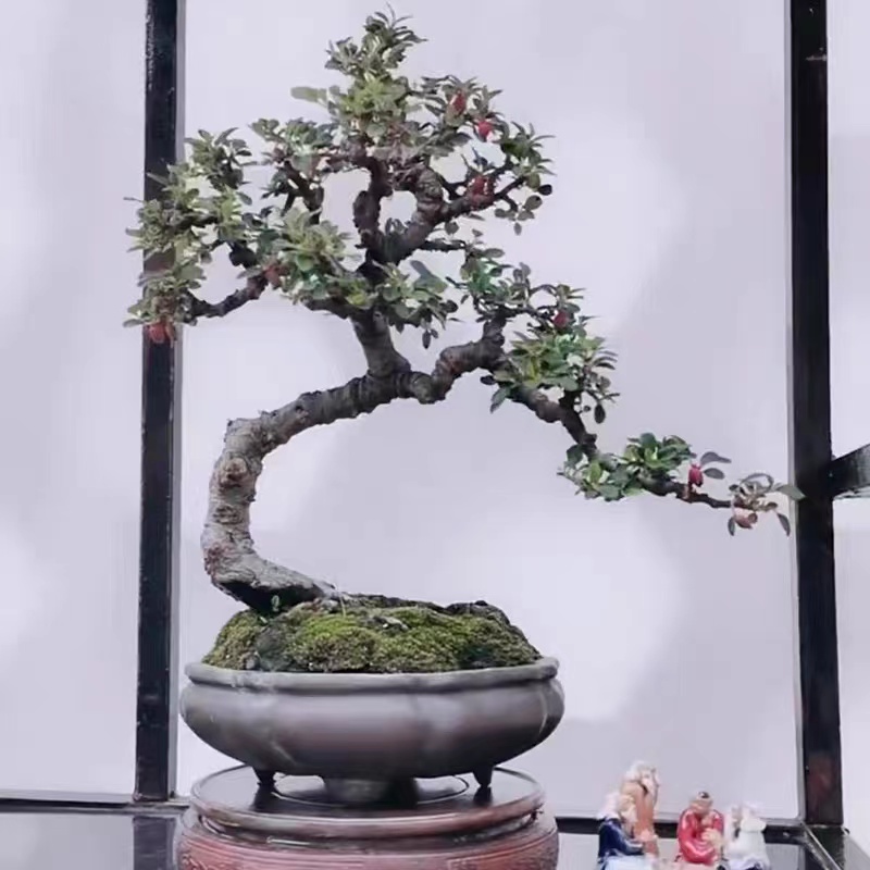 红花白花荀子盆景精品盆景生桩观花卉观果老桩室内绿植四季长青