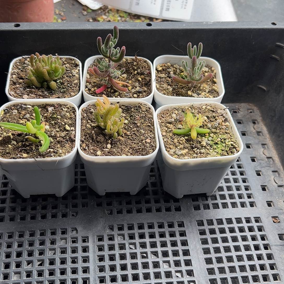 ?***～1089号枝干小6颗12.31多肉