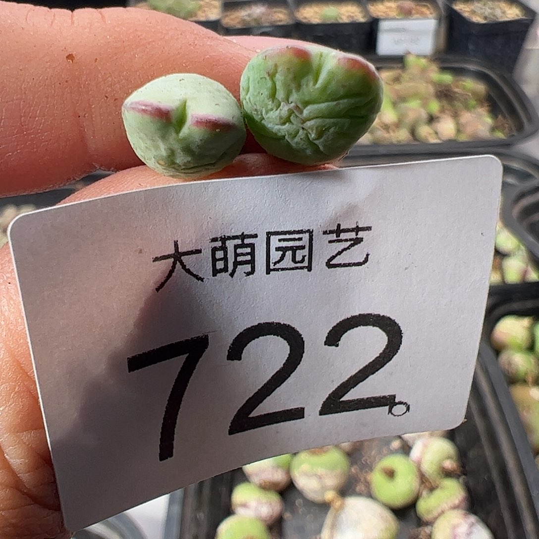 一物一拍有疤福利。 722
