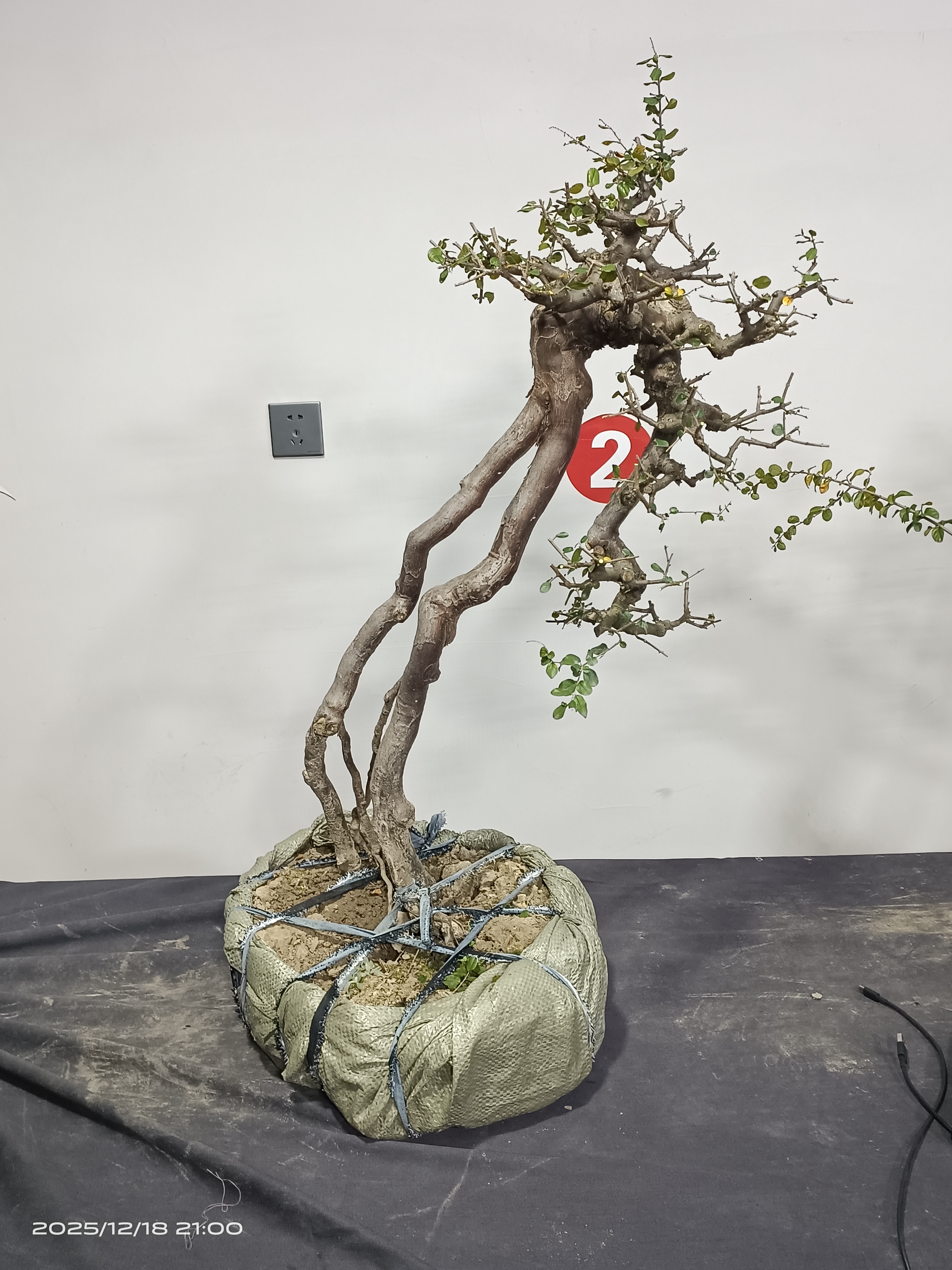 耐寒耐热盆景直播专用一物一拍