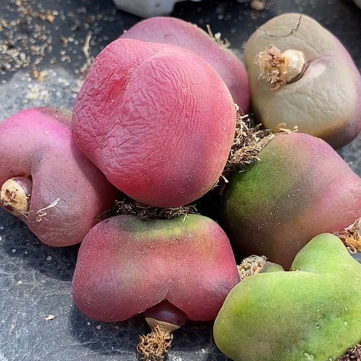 巨大大毛母本一颗  2.8-3.2厘米