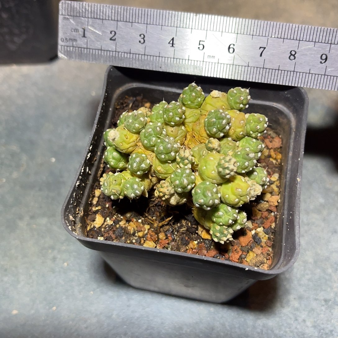 罗西安娜一物一拍