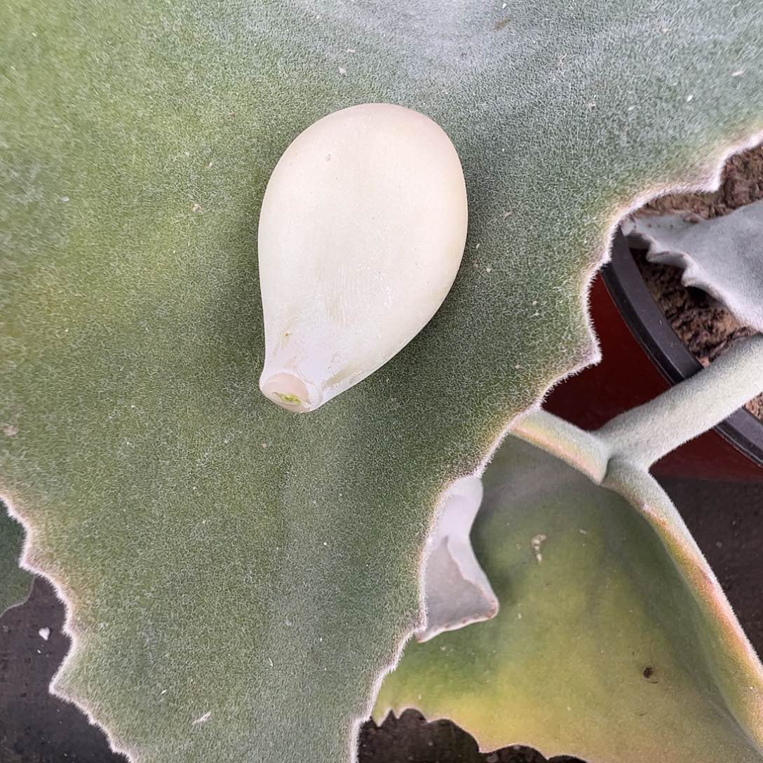 啊***愷多肉植物多肉植物