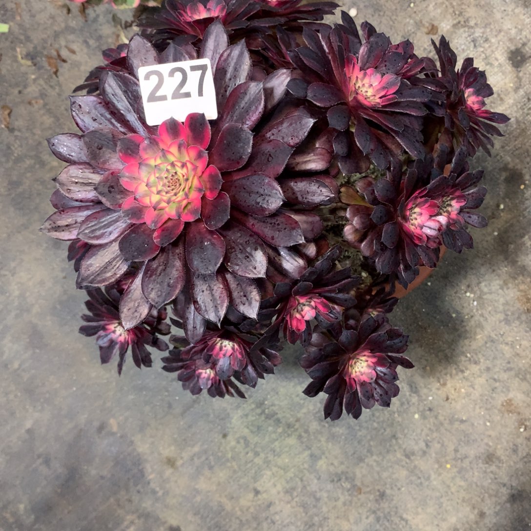 南***姐黑天鹅227歪庄的法师多肉植物450000