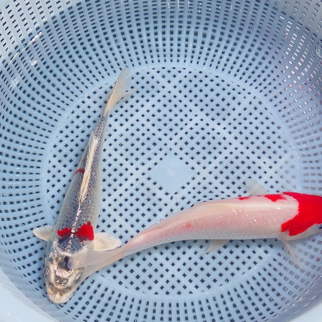 锦鲤锦鲤观赏鱼1111