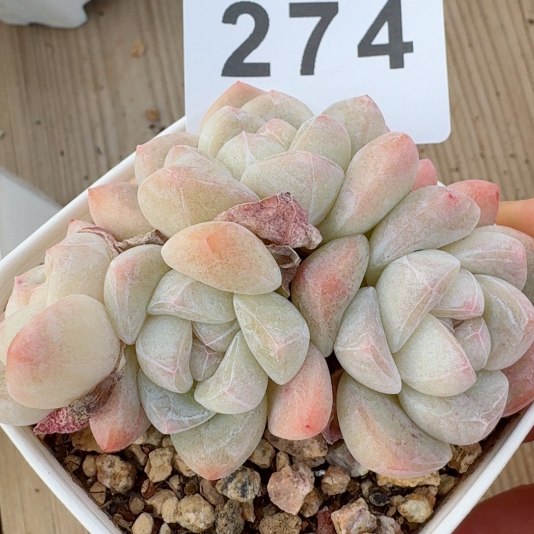 冰玉群生整装无砍