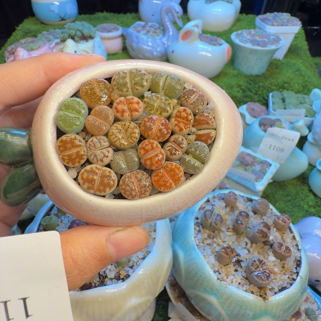 旺***星多肉植物福利冲1163